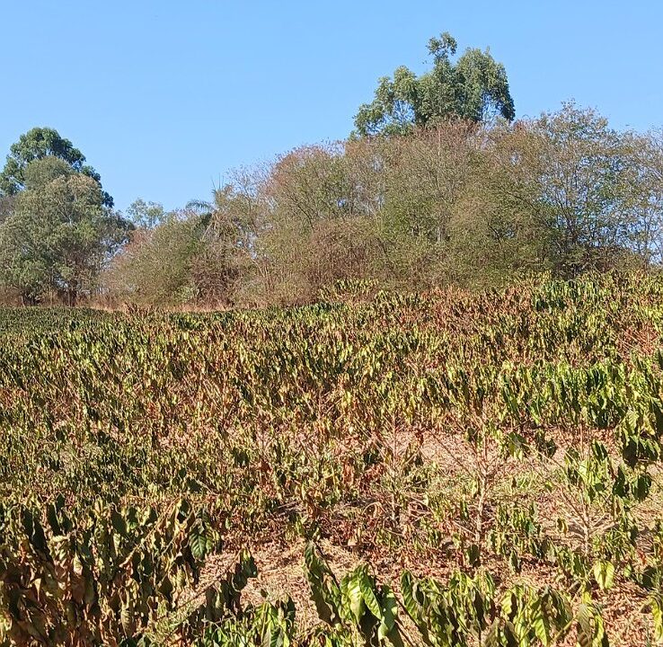 Mudanças climáticas provocam queda de 23% na safra do café de Minas Gerais neste ano