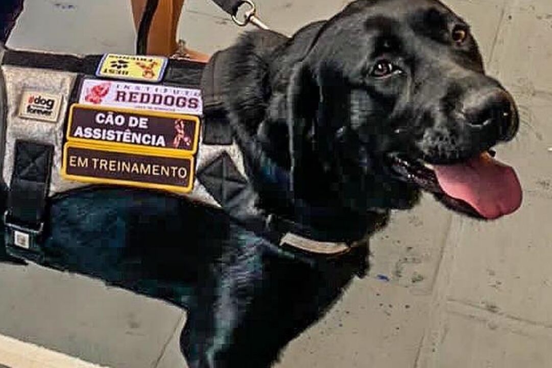 Cães de assistência e apoio emocional: entenda as diferenças e importância para o dia a dia dos tutores